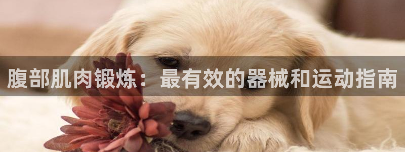 ag尊龙怎么样：腹部肌肉锻炼：最有效的器械和运动指南